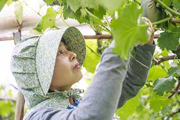 坂の上のブドウ畑　こざわファーム　長野県東御市