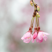 天龍寺　小雨の桜　170408　撮影/西田圭介