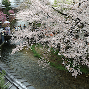 祇園白川　望月　お茶屋 小雨降る巽橋　満開桜